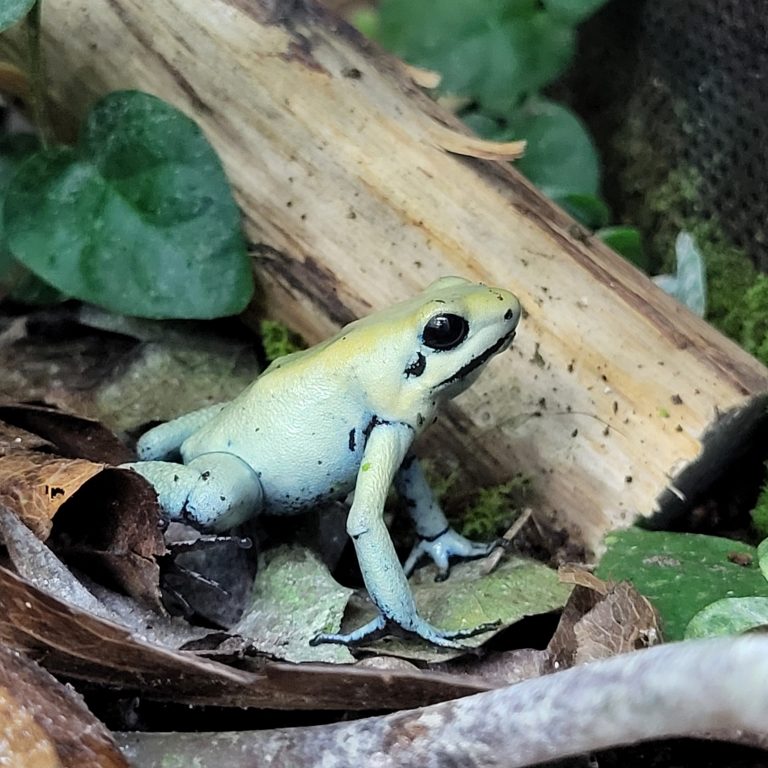 Dendrobates