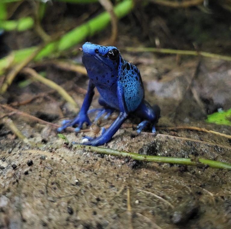 Dendrobates tinctorius