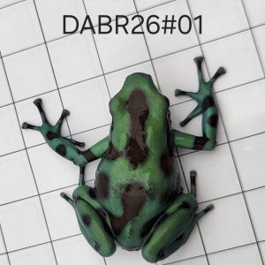 Dendrobates auratus Bronce