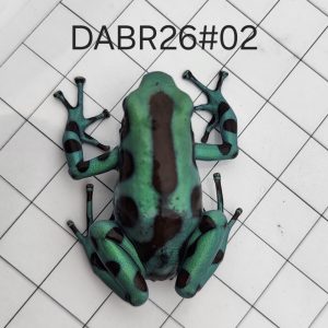 Dendrobates auratus Bronce