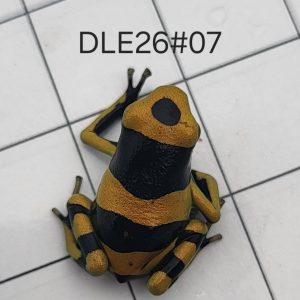 Dendrobates leucomelas