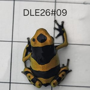 Dendrobates leucomelas