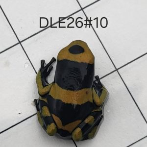 Dendrobates leucomelas