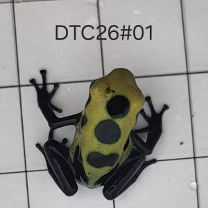 Dendrobates tinctorius Citronella