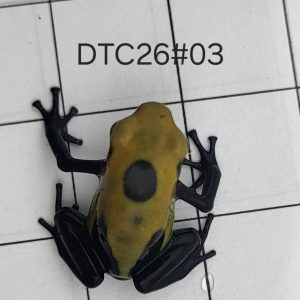 Dendrobates tinctorius Citronella