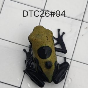 Dendrobates tinctorius Citronella