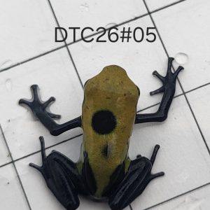 Dendrobates tinctorius Citronella